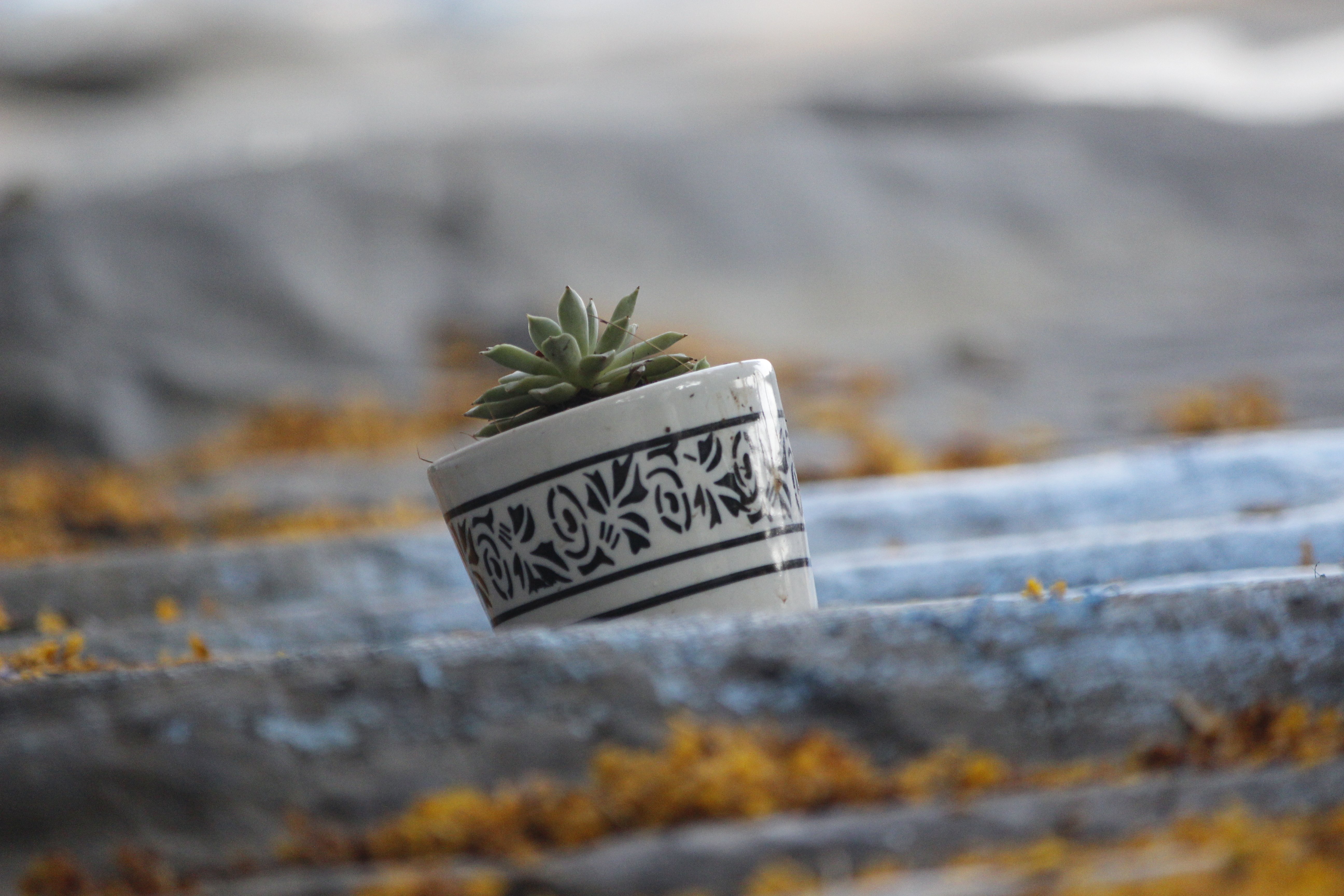 Pot Chillin Landscape